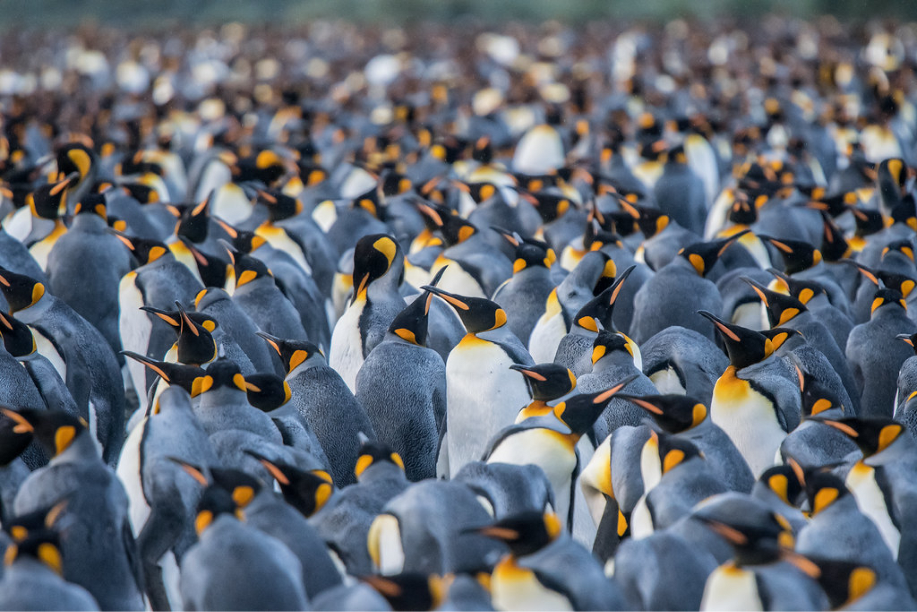Ontdekking: Pinguïns houden dagelijks duizenden dutjes volgens studie